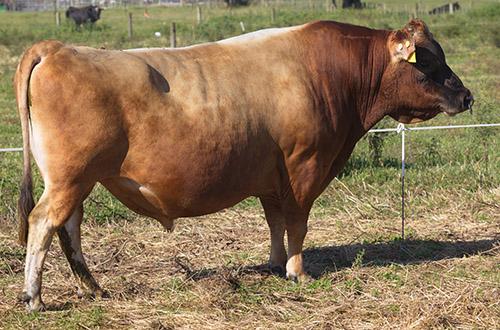 Jersey cheap cattle bull